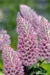Ptilotus Exaltatus FLOWERS Seeds. - Caribbean garden seed