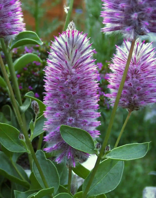 Ptilotus Exaltatus FLOWERS Seeds. - Caribbean garden seed