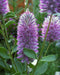 Ptilotus Exaltatus FLOWERS Seeds. - Caribbean garden seed