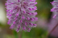 Ptilotus Exaltatus FLOWERS Seeds. - Caribbean garden seed