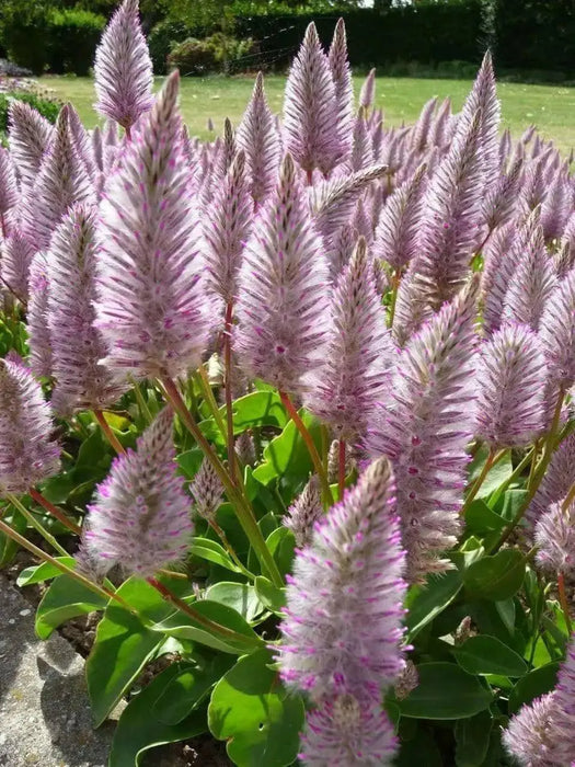 Ptilotus Exaltatus FLOWERS Seeds. - Caribbean garden seed