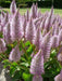Ptilotus Exaltatus FLOWERS Seeds. - Caribbean garden seed