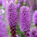 Purple Blazing Star-BULBS, Perennial Flowers bulb - Caribbean garden seed