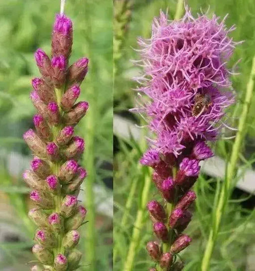 Purple Blazing Star-BULBS, Perennial Flowers bulb - Caribbean garden seed