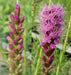 Purple Blazing Star-BULBS, Perennial Flowers bulb - Caribbean garden seed