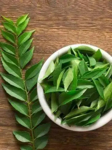 Pure Neem  Powder (6 Oz) Azadirachta indica,Margosa,Nimba, Sarva Roga,and Nivari - Caribbean garden seed
