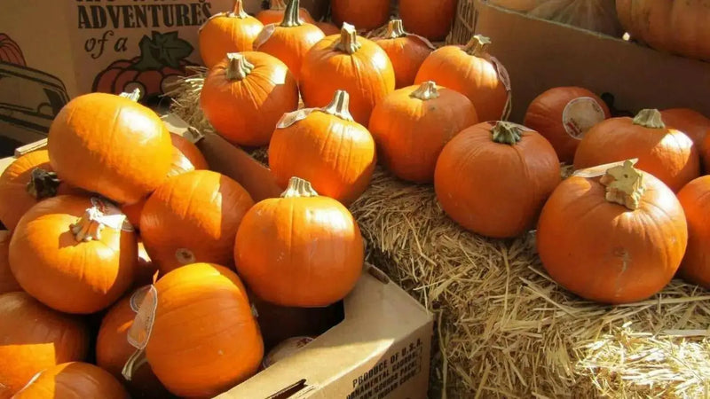 Pumpkin, Small Sugar - WINTER SQUASH SEED - Caribbean garden seed
