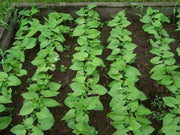 Provider Bean Seeds(Bush) - Caribbean garden seed
