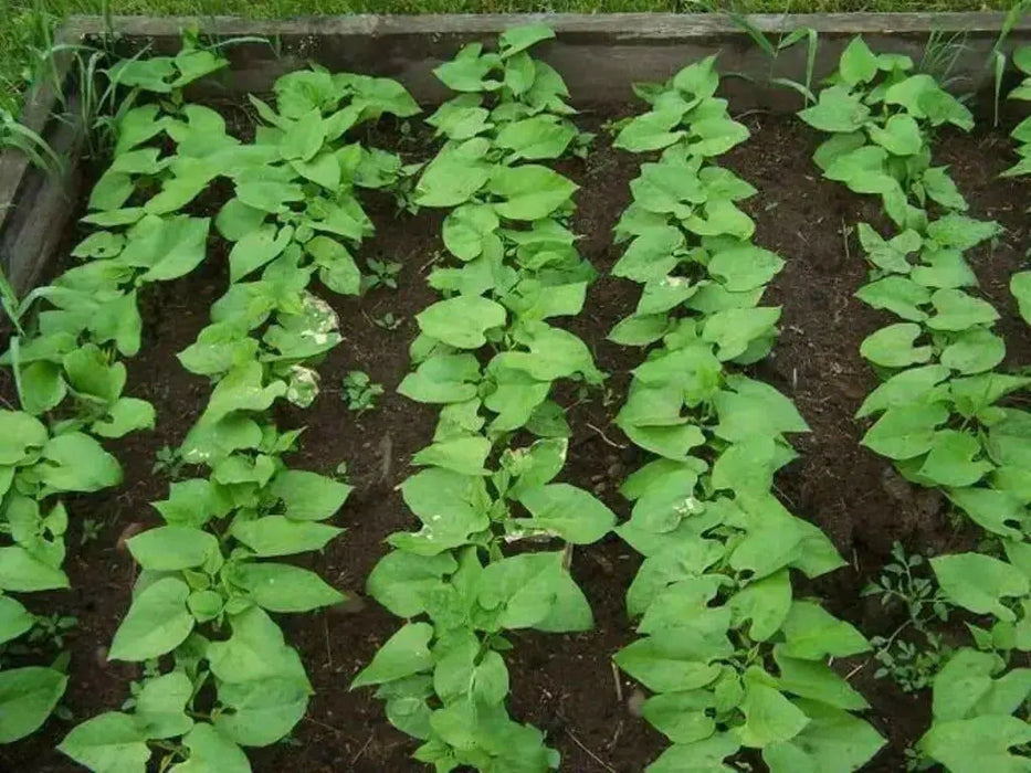 Provider Bean Seeds(Bush) - Caribbean garden seed