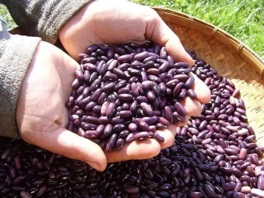 Provider Bean Seeds(Bush) - Caribbean garden seed