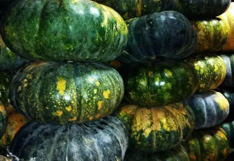 Puerto Rican Pumpkin/Calabaza Seeds -WINTER SQUASH - Caribbean garden seed