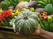 Puerto Rican Pumpkin/Calabaza Seeds -WINTER SQUASH - Caribbean garden seed