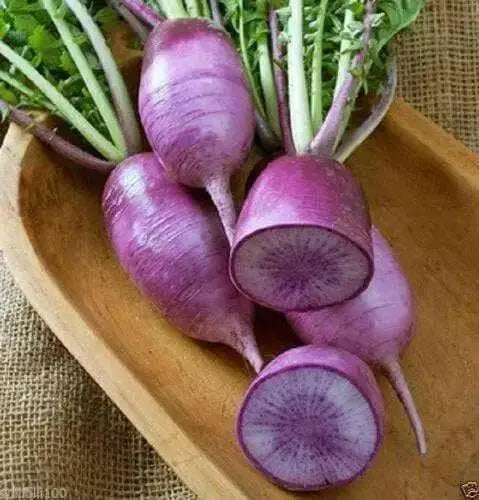 PURPLE Daikon Radishes SEEDS, ASIAN VEGETABLE - Caribbean garden seed