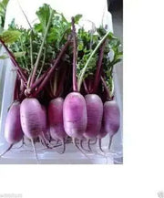 PURPLE Daikon Radishes SEEDS, ASIAN VEGETABLE - Caribbean garden seed