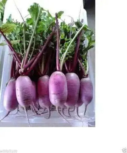 PURPLE Daikon Radishes SEEDS, ASIAN VEGETABLE - Caribbean garden seed