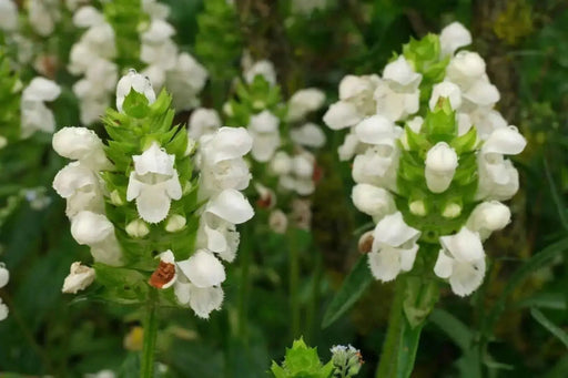 Prunella Grandiflora Alba Seeds. Self heal. - Caribbean garden seed