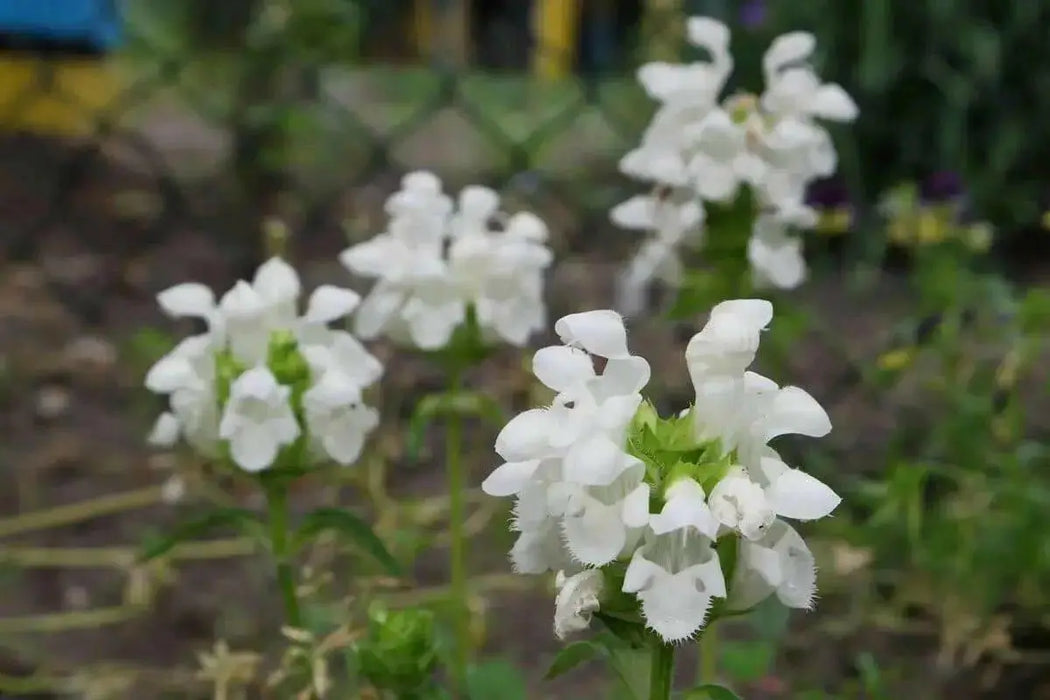 Prunella Grandiflora Alba Seeds. Self heal. - Caribbean garden seed
