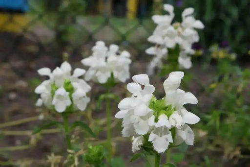 Prunella Grandiflora Alba Seeds. Self heal. - Caribbean garden seed