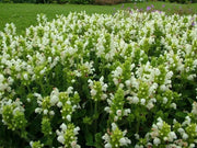 Prunella Grandiflora Alba Seeds. Self heal. - Caribbean garden seed