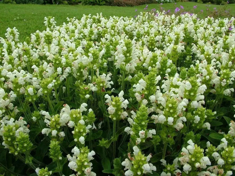 Prunella Grandiflora Alba Seeds. Self heal. - Caribbean garden seed