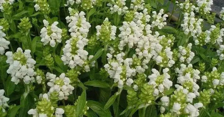 Prunella Grandiflora Alba Seeds. Self heal. - Caribbean garden seed