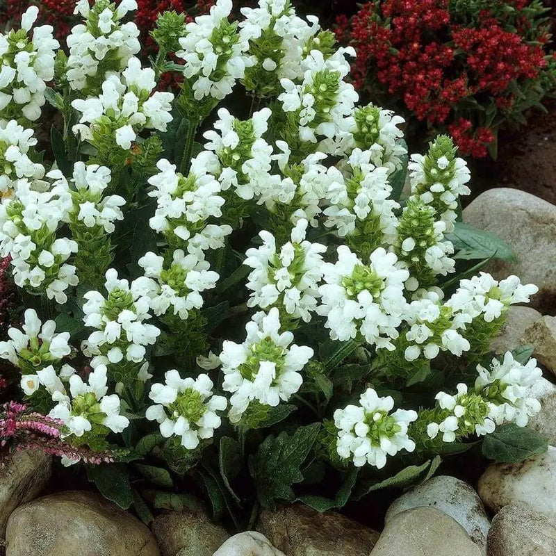 Prunella Grandiflora Alba Seeds. Self heal. - Caribbean garden seed
