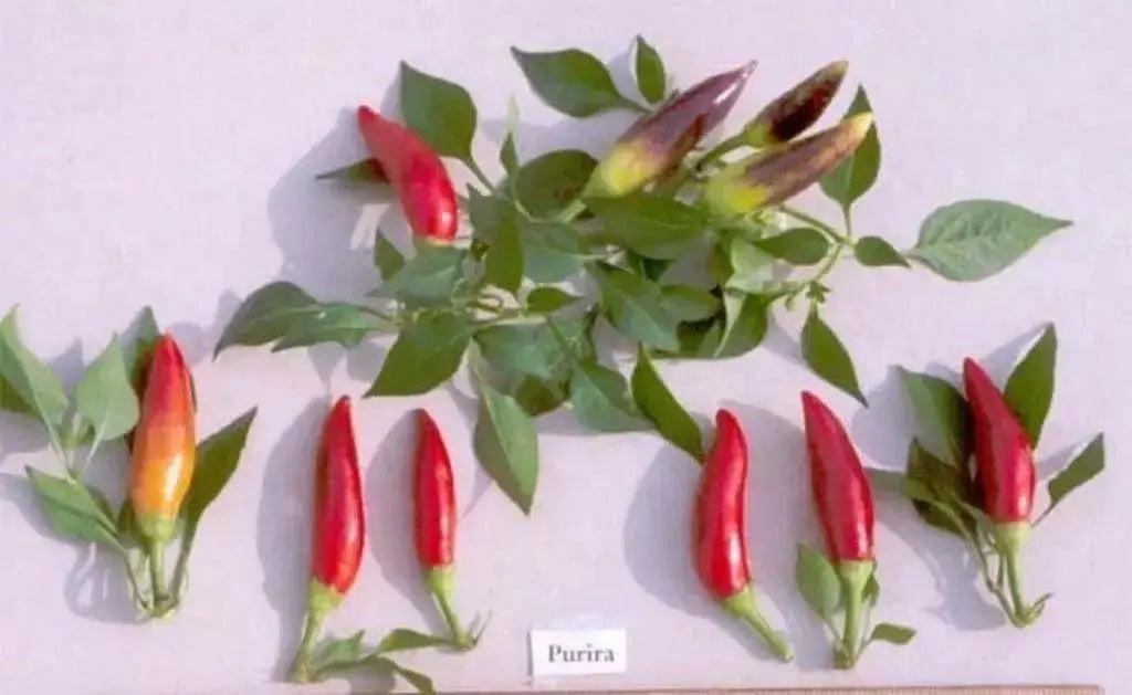 Purira Pepper SEEDS (Capsicum frutescens) HOT - Caribbean garden seed