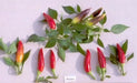 Purira Pepper SEEDS (Capsicum frutescens) HOT - Caribbean garden seed