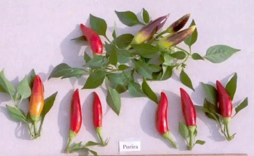 Purira Pepper SEEDS (Capsicum frutescens) HOT - Caribbean garden seed