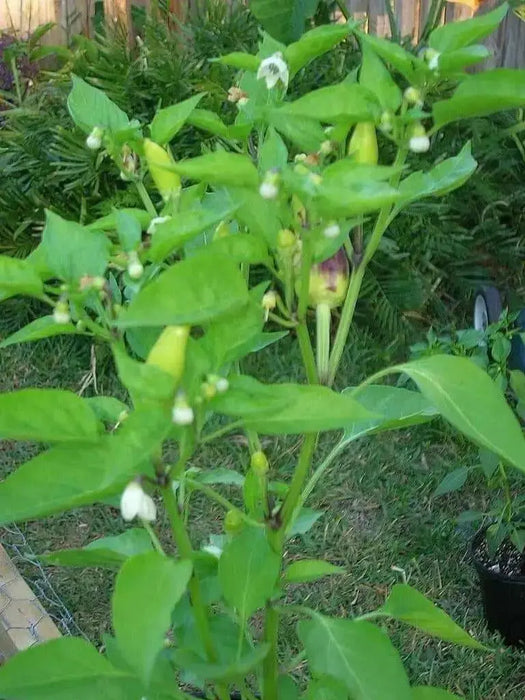 Purira Pepper SEEDS (Capsicum frutescens) HOT - Caribbean garden seed