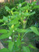 Purira Pepper SEEDS (Capsicum frutescens) HOT - Caribbean garden seed