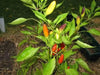 Purira Pepper SEEDS (Capsicum frutescens) HOT - Caribbean garden seed