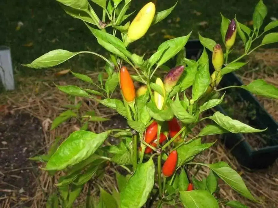 Purira Pepper SEEDS (Capsicum frutescens) HOT - Caribbean garden seed