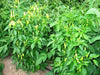 Purira Pepper SEEDS (Capsicum frutescens) HOT - Caribbean garden seed