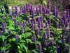 Purple Giant Hyssop Seeds, Perennial Flowers - Caribbean garden seed