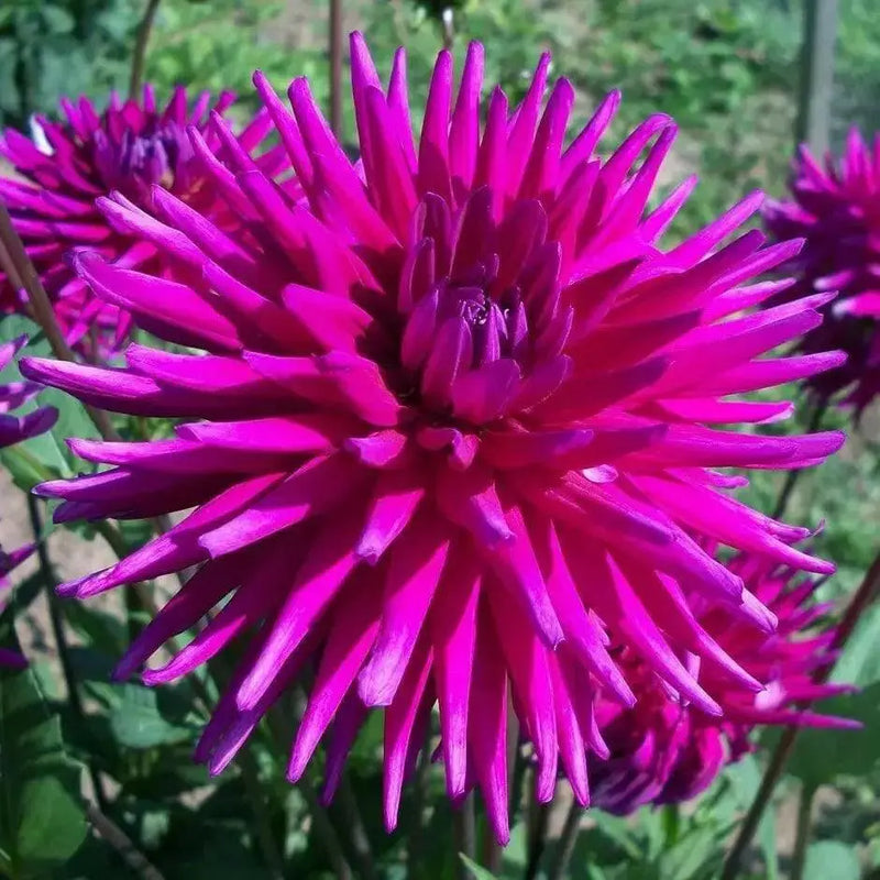 Purple Gem cactus dahlia (tuber) PERENNIAL FLOWERS - Caribbean garden seed