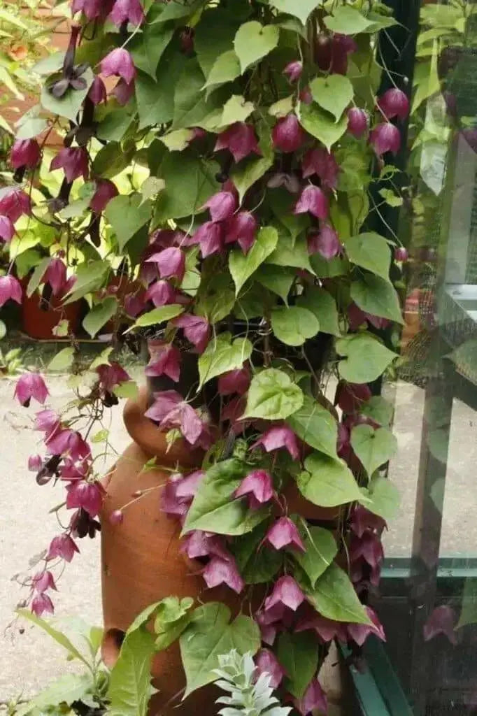 Purple Bell Vine (Rhodociton Atrosanguineus) - exotic flowers vine - Caribbean garden seed