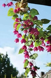 Purple Bell Vine (Rhodociton Atrosanguineus) - exotic flowers vine - Caribbean garden seed