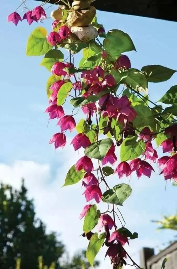 Purple Bell Vine (Rhodociton Atrosanguineus) - exotic flowers vine - Caribbean garden seed