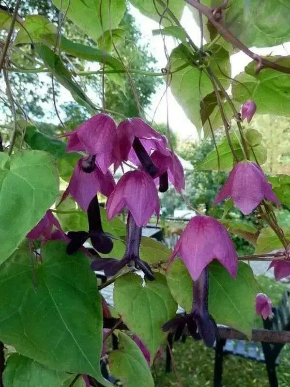 Purple Bell Vine (Rhodociton Atrosanguineus) - exotic flowers vine - Caribbean garden seed