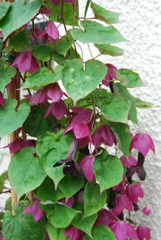 Purple Bell Vine (Rhodociton Atrosanguineus) - exotic flowers vine - Caribbean garden seed