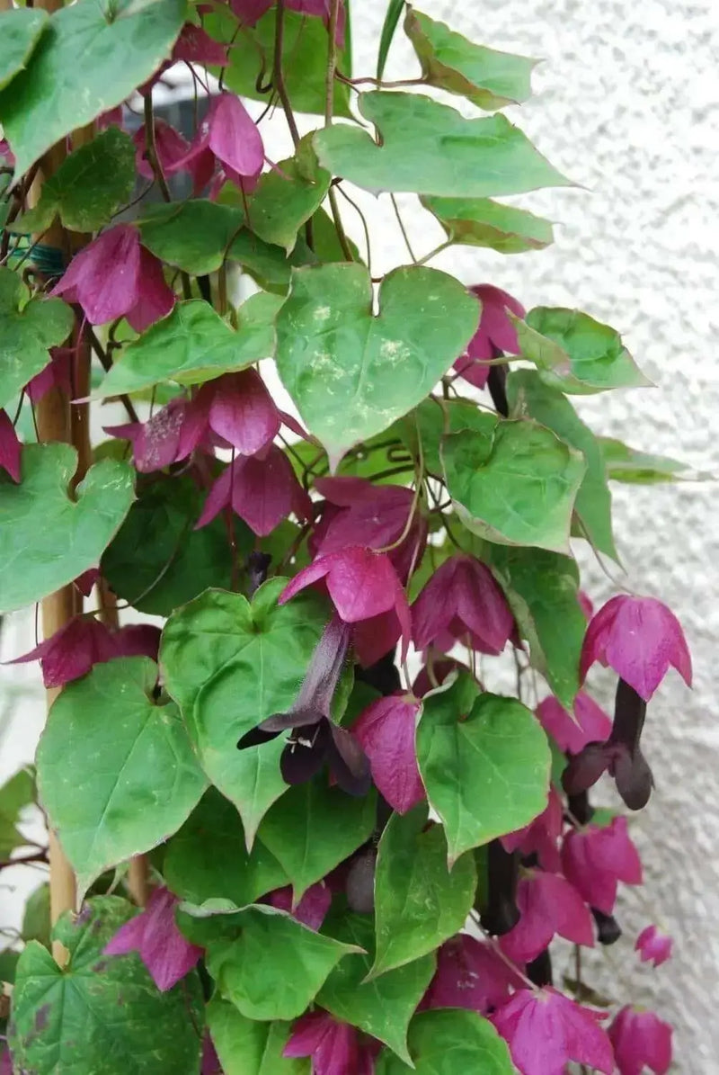 Purple Bell Vine (Rhodociton Atrosanguineus) - exotic flowers vine - Caribbean garden seed