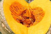 Pumpkin Seeds, Calabaza, Jamaican Pumpkin - Winter Squash - Caribbean garden seed