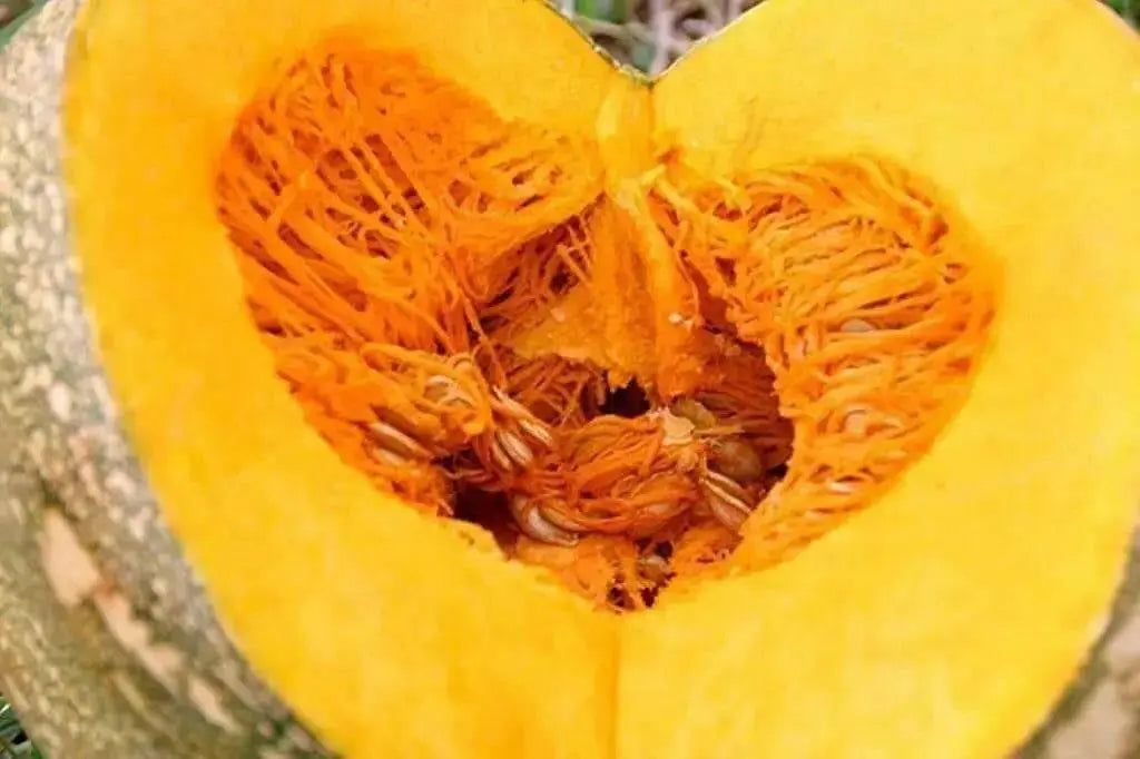 Pumpkin Seeds, Calabaza, Jamaican Pumpkin - Winter Squash - Caribbean garden seed