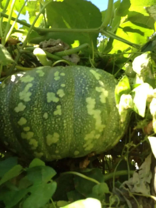Pumpkin Seeds, Calabaza, Jamaican Pumpkin - Winter Squash - Caribbean garden seed