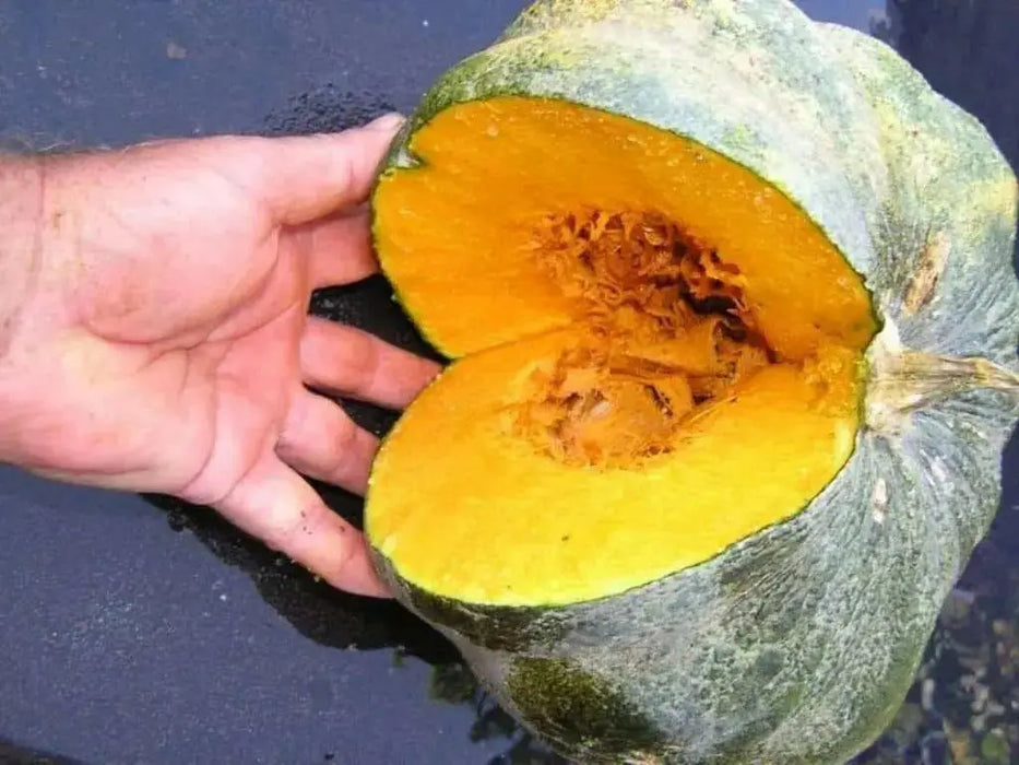 Pumpkin Seeds, Calabaza, Jamaican Pumpkin - Winter Squash - Caribbean garden seed