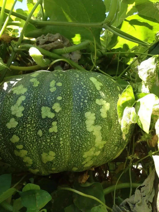 Pumpkin Seeds, Calabaza, Jamaican Pumpkin - Winter Squash - Caribbean garden seed