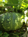 Pumpkin Seeds, Calabaza, Jamaican Pumpkin - Winter Squash - Caribbean garden seed
