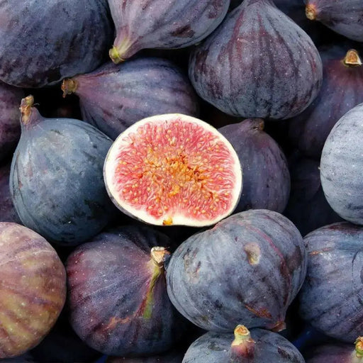 PURPLE Fig.Fruit Tree,Perennial shrub,  1 Plant , - Caribbean garden seed