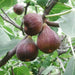 PURPLE Fig.Fruit Tree,Perennial shrub,  1 Plant , - Caribbean garden seed